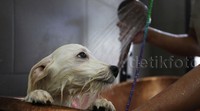 Pekerja memandikan seekor anjing.