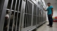 Pet Shop menyediakan 60 kandang penitipan untuk 40 ekor anjing dan 20 ekor kucing.
