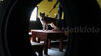 Di tempat ini juga disediakan tempat bermain untuk hewan-hewan tersebut.