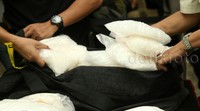 Polisi menunjukan sabu yang disita.