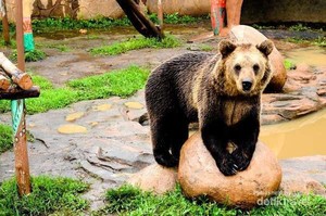 10 Kebun Binatang Terbaik se-Asia, Indonesia Peringkat Berapa?