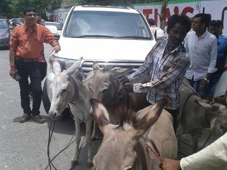 Sebagai Bentuk Protes, Kawanan Keledai Disuruh Tarik Land Cruiser