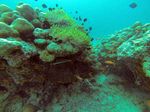 Liburan ke Pantai Iboih di Sabang, Bisa Snorkeling Hingga Diving