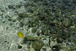 Liburan ke Pantai Iboih di Sabang, Bisa Snorkeling Hingga Diving