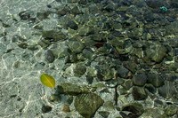 Sejernih ini air di Pantai Iboih. Saking jernihnya, daun pun seakan terlihat mengambang. Pantai Iboih juga tidak memiliki ombak, hanya arus saja (Randy/detikTravel)