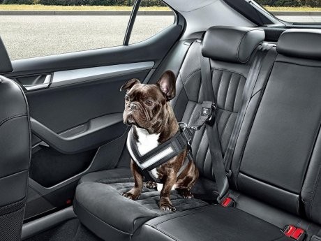 Anjing Juga Perlu Seatbelt Saat Berada di Mobil