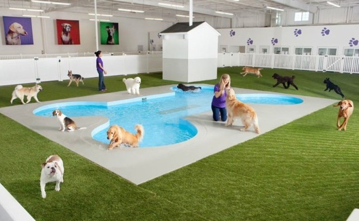 Pertama di Dunia! Terminal Khusus Hewan di Bandara New York