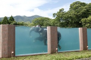 Kebun Binatang di Jepang Punya Kolam Renang Khusus Gajah