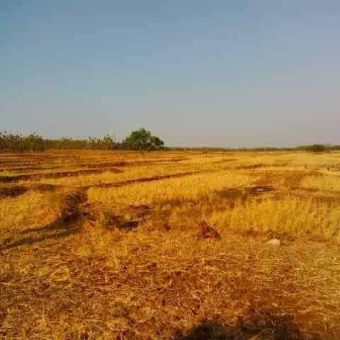 Tak Libur Lebaran, Mentan Fokus Pantau Ancaman Kekeringan