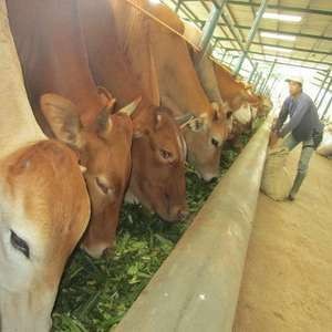 Impor Dibatasi 50.000 Ekor, Peternak: Awas Sapi Betina Jadi Korban