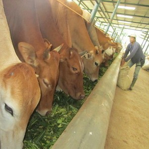 Biaya Angkut Sapi dari NTB Lebih Mahal Ketimbang dari Australia