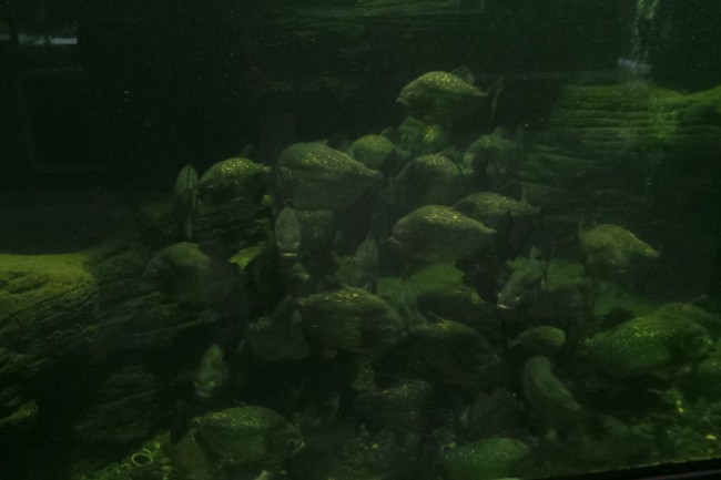 Piranha & 5 Hal yang Unik di TMII