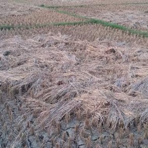 Tak Ada Hujan, 4.400 Ha Sawah di Cilacap Terancam Kekeringan