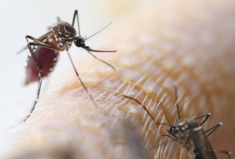 Ini Kata Peneliti Soal Banyaknya Keluhan Seputar Nyamuk di Jakarta