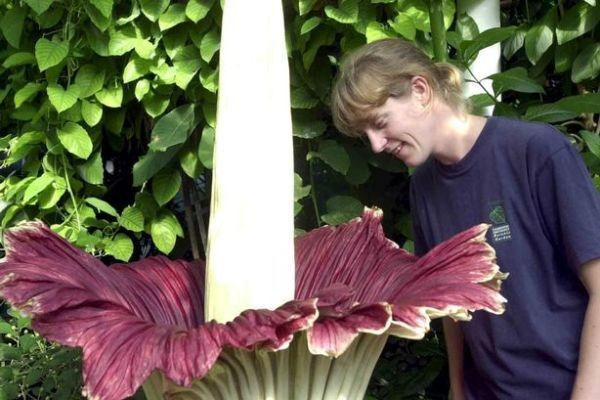 Ditungggu 10 Tahun, Bunga Bangkai Indonesia Mekar di Inggris