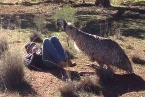 Burung Lagi Nafsu Birahi Serang Turis di Australia