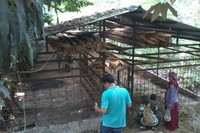 Pengunjung anak-anak juga dapat belajar memberi makan rusa di kandang dengan pengawasan pemandu. Biasanya rusa diberi sayuran dan juga wortel sebagai makanannya. (Wahyu/detikTravel)