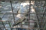 Liburan Hijau Ala Kampung 99 Pepohonan Depok