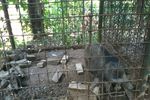 Liburan Hijau Ala Kampung 99 Pepohonan Depok