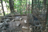 Ada juga babi hutan juga yang jadi koleksi Rumah 99 Pepohonan. Babi hutan ini sudah ada sejak rumah pertama didirikan. Akhirnya, babi itu dipelihara dan memakan sisa makanan dari pengelola. (Wahyu/detikTravel)