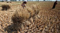Umur padi yang memasuki tiga bulan harusnya sudah bisa dipanen. Namun lantaran tak ada air yang mengairi sawah tersebut, padi itu tak dapat dipanen.