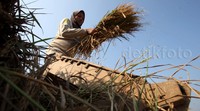     Musim kemarau membuat hasil panenan berkurang.
