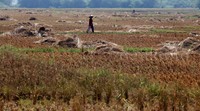 Tanaman padi itu mengering akibat tidak adanya suplai air. Kondisi tersebut membuat petani merugi.