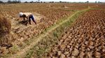 Ratusan Hektar Sawah di Bekasi Gagal Panen