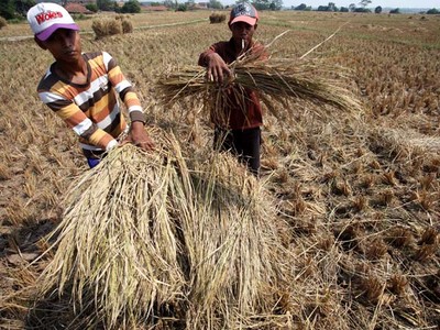 Ratusan Hektar Sawah di Bekasi Gagal Panen