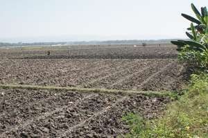 60.000 Ha Sawah di RI Diprediksi Gagal Panen Akibat El Nino
