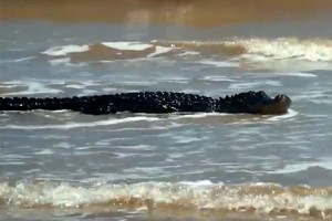 Lagi Liburan di Pantai Freeport, Keluarga Ini Kaget Ketemu Buaya