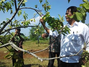 Blusukan ke Kebun Buah, Mentan: Produk Kita Tak Kalah dengan Thailand