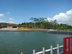 Mentan: 100.000 Hektar Sawah Selamat dari Dampak Kekeringan
