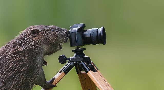 Say Cheese Aksi Lucu  Hewan Menjadi Fotografer 