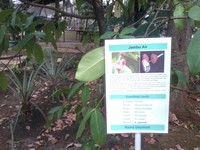Salah satu contoh tanaman yang ada adalah tanaman buah, seperti jambu air ini. Anak-anak bisa mengenal seperti apa tanaman Jambu Air, nama ilmiahnya dan juga khasiatnya (Wahyu/detikTravel)