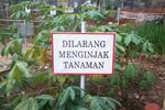 Belajar Cinta Alam di Godong Ijo, Depok