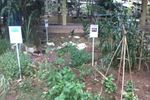 Belajar Cinta Alam di Godong Ijo, Depok