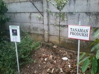 Salah satu area yang ada di Kebun Pendidikan Godong Ijo adalah area tanaman produksi. Area ini ditanami beberapa jenis berupa coklat, kopi dan cengkeh (Wahyu/detikTravel)