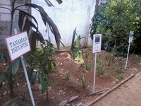 Areal lain adalah tanaman industri yang ditanami beberapa tanaman seperti jarak dan pala (Wahyu/detikTravel)