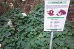 Belajar Cinta Alam di Godong Ijo, Depok