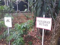 Areal tanaman hutan juga ada di kebun pendidikan. Beberapa tanaman berkayu keras ditanam di area ini. Anak-anak bisa mengenal tanaman pengisi hutan seperti jati dan yang lainnya (Wahyu/detikTravel)