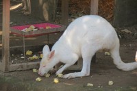 Kanguru albino adalah salah satu koleksi unik Batu Secret Zoo. Kebun binatang ini sungguh modern serta jauh berbeda dengan kesan kebun binatang yang jorok yang kerap dijumpai di kota lain (Fitraya/detikTravel)