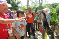 Wisatawan bercengkerama dengan burung Emu asli Australia. Untuk hewan jinak kandangnya dibuat semi terbuka (Fitraya/detikTravel)
