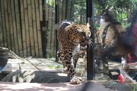 Macan tutul yang tampak sehat dan atraktif. Beberapa kandang dibuat tertutup untuk hewan buas dan agresif (Fitraya/detikTravel)