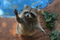 Racoon khas Amerika yang lucu dan menggemaskan. Beberapa kandang dilengkapi dengan audio yang memberi penjelasan soal hewan, atau juga papan informasi yang menarik (Fitraya/detikTravel)