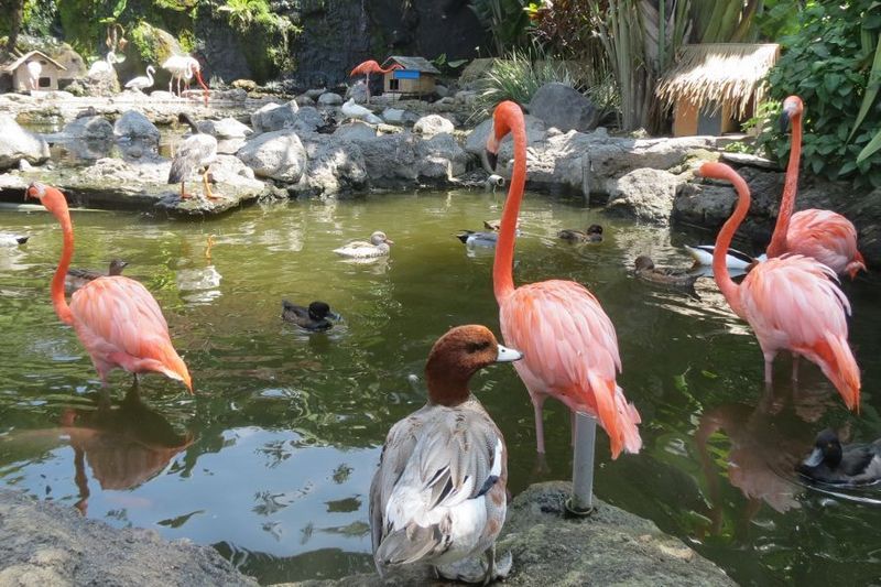 Batu Secret Zoo, Kebun Binatang Ala Luar Negeri