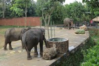 Zona hewannya antara lain Reptile Garden, Aquarium, Savannah, African Market dan Tiger Land. Kalau ini adalah gajah di zona Arican Market (Fitraya/detikTravel)