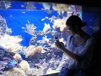 Yuki mengabadikan keindahan aquarium dengan smartphone-nya. (dok. Pribadi)