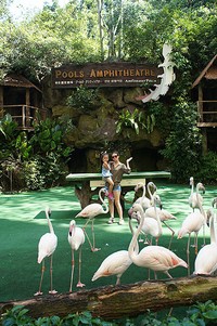 Bintang film 'Cabe-cabean' itu juga mengunjungi Jurong Bird Park. (dok. Pribadi)