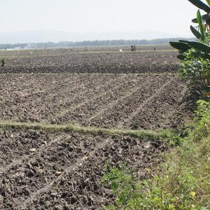 Tak Hanya El Nino, Fenomena Dipole Mode Juga Ancam Sawah Petani